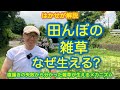 はかせが解説「田んぼの雑草　なぜ生える？」直播きの失敗から分かった雑草が生えるメカニズム