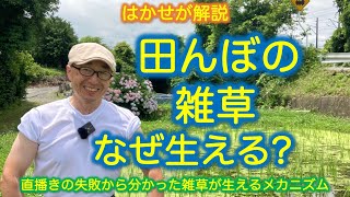 はかせが解説「田んぼの雑草　なぜ生える？」直播きの失敗から分かった雑草が生えるメカニズム