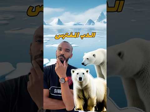 الدب القطبي غوص Diving Scubadiving