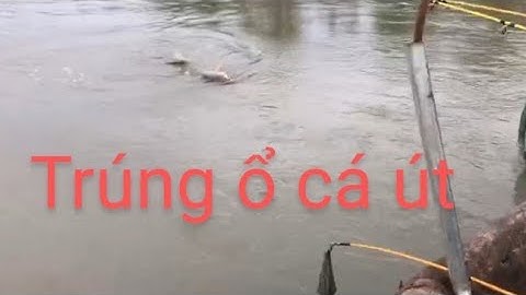 hôm nay trúng ổ cá út. mồi tép siêu nhạy. trúng ổ cá út. phong ben tre vlog