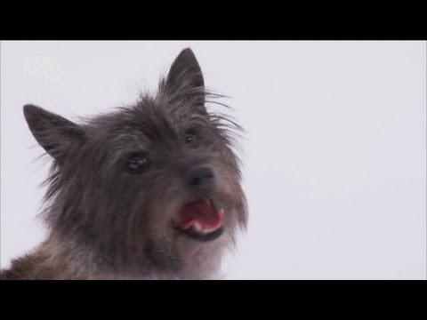 Керн-терьер