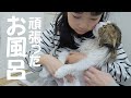 大嫌いなお風呂で鳴き叫びながらも最後まで頑張ったもふ猫に感動！