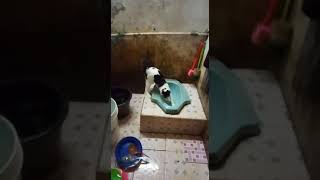 Kucing Berak Di Wc