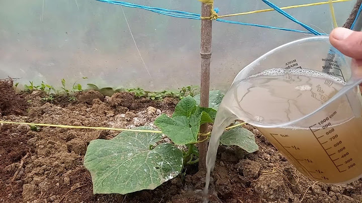 I WATERED VEGETABLES WITH THIS - THE RESULT SHOCKED THE NEIGHBORS!