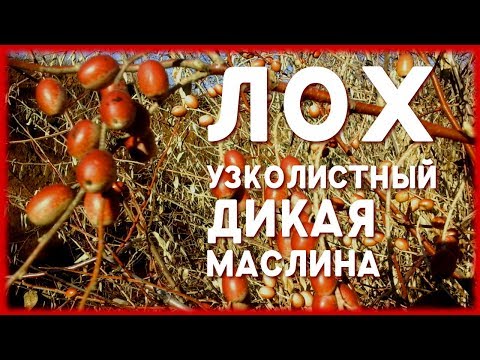 ДИКАЯ МАСЛИНА / ЛОХ УЗКОЛИСТНЫЙ, описание, свойства