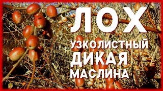 ДИКАЯ МАСЛИНА / ЛОХ УЗКОЛИСТНЫЙ, описание, свойства ДИКАЯ МАСЛИНА / ЛОХ УЗКОЛИСТНЫЙ, описание, свойства