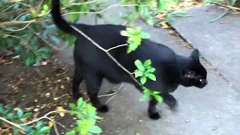 Geordi walks around