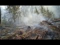 Вот, что творится в лесу, когда в городе дым. Сердобольным не смотреть.