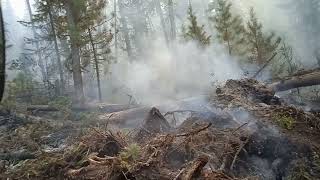 Вот, что творится в лесу, когда в городе дым. Сердобольным не смотреть.