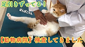 着地失敗 捻挫した猫の歩き方が痛そうだけど やっぱり可愛い 珍しい Youtube