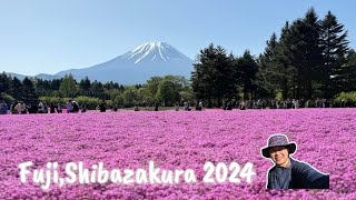 A Majestic view of Pink Moss and Mt. Fuji |Fuji, Shibazakura in Yamanashi #shibazakura #yamanashi