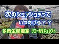 【多肉植物】【リエール液肥】シュッシュッは次いつあげるの？2026年7月7日