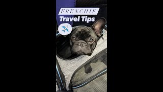Tips for Flying with Frenchies ✈ #shorts #dogtravel