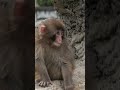 【緊急事態】一体なぜ!?パンチとモエちゃんを 恐怖に陥れた 謎の異変 #パンチくん #市川市動植物園 #shorts