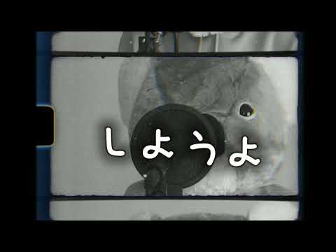 しようよ /♪SMAP♪/歌ってみた(コアラ🐨)