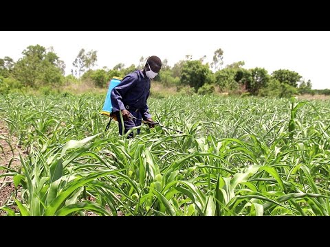 Vidéo: Culture D'hippeastrum: Soins, Reproduction Et Ravageurs