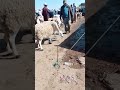 اسواق الا كباش في قصبة تادلة أزيلال المغرب 
