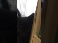 つぐみちゃんびっくり
