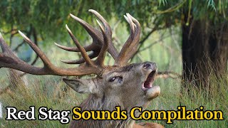 Red Stag Sounds Compilation | Deer Sound to Attract Deer,  Red Stag Roar, Male Red Deer Call