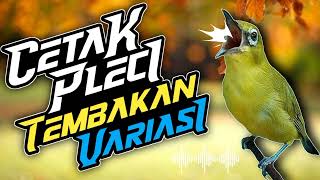 MASTERAN PLECI GACOR // NEMBAK VARIASI - Markas Tjm #masteranpleci #masteranplecinembak