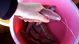 Şaşırtıcı Deniz Ürünleri - Kaşık Solucanı Balık Kore Sokak Yemeği