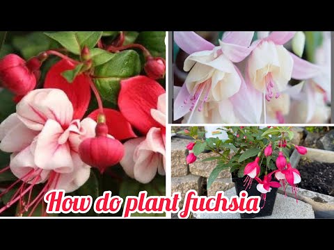 Video: Cách trồng cây Fuchsias trong nhà - Tìm hiểu về cách chăm sóc cây Fuchsia trong nhà