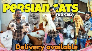 Best persian cat farm in chennai|Cats for sale|Cattery|#Exploring