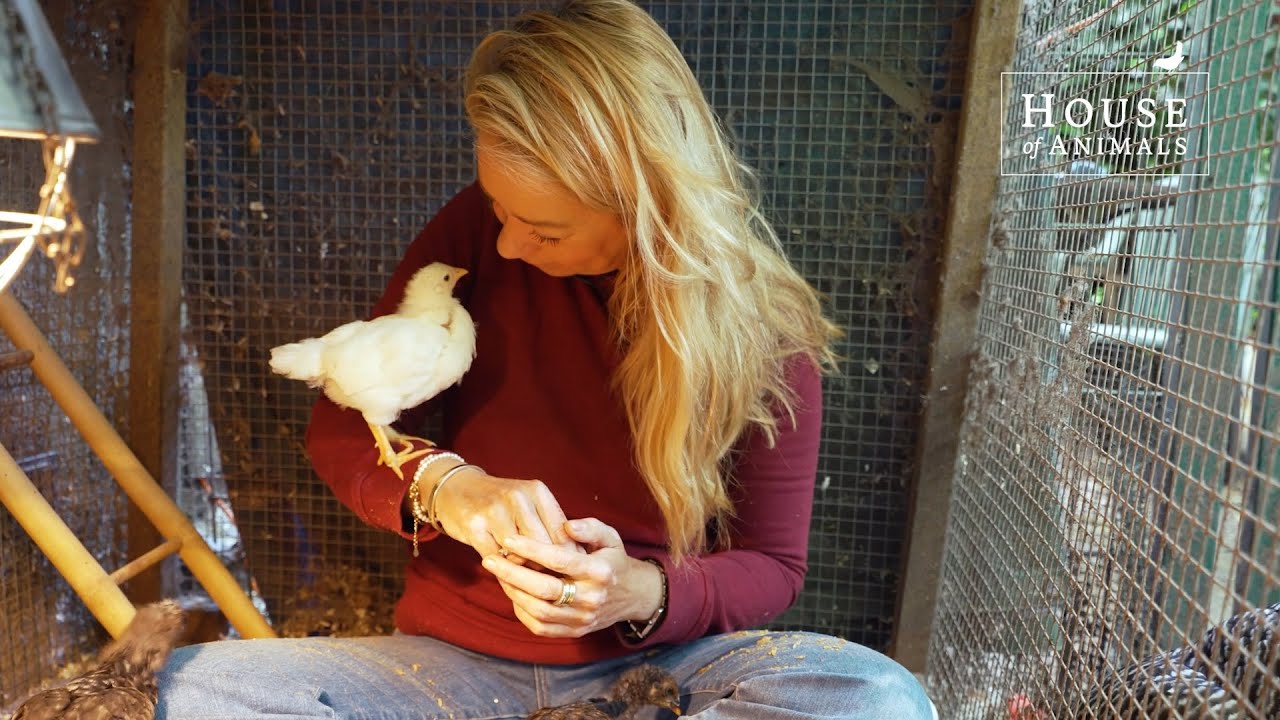 Broedmachines zijn niet educatief, stop misbruik van kuikens - House of Animals