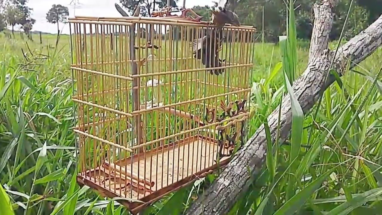  FARAÓ presa no pardo pelo de rater 