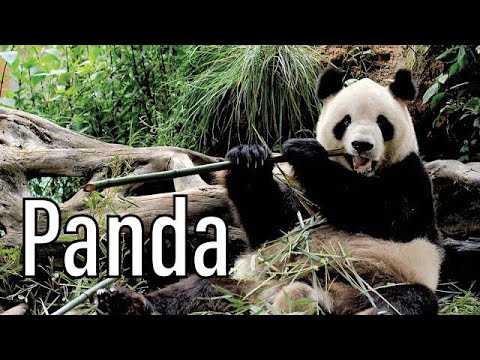 Video: Viete, kde žije panda?