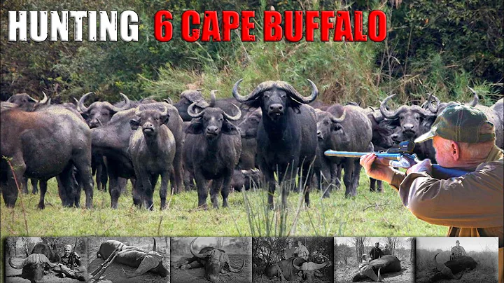 Hunting 6 Cape Buffalo