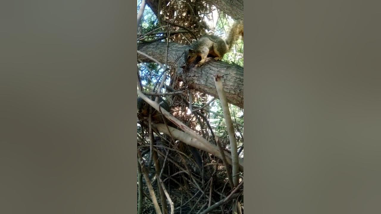 Male Squirrel mating call What did Mama Squirrel say to gentleman