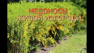 Лучшие медоносы для живой изгороди