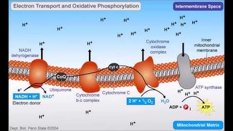 Mitochondria DNA and Ageing
