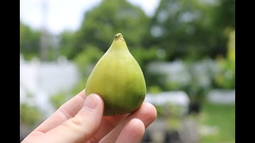 Demonstrating How-to Train Young Fig Trees for the Future