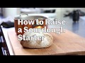How to Raise a Sourdough Starter