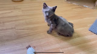 Helping a Kitten With Mange  Meet Marcel