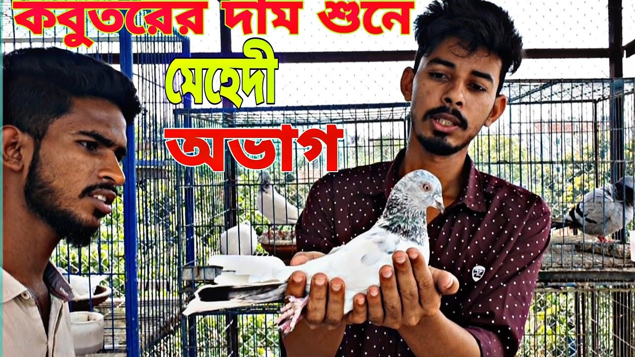 সকাল-সকাল দুর্ঘটনা,হুমা কবুতর গুলো ছুটে গেলো