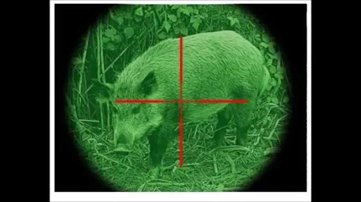 wild pigs, and the damage and threats they present to native wildlife, agriculture, forestry