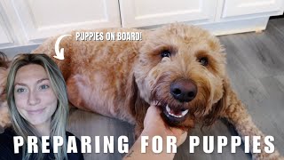 PREPARING FOR A LITTER OF GOLDENDOODLE PUPPIES by Bailey Williams | Rose and Reid Doodles 20,906 views 1 year ago 20 minutes