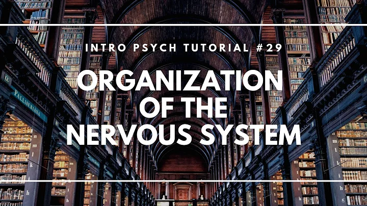 Organization of the Nervous System (Intro Psych Tutorial #29)
