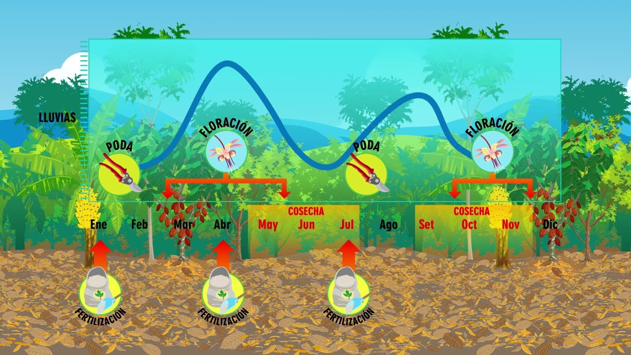 ¿Por qué fertilizar el suelo de un cacaotal y cómo hacerlo?
