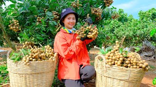 Harvesting Longan Garden Goes To Market Sell  Cooking Longan Tea, Farm, Daily Life | Tieu Lien