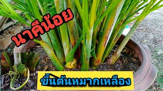 นาคีน้อยขึ้นต้นหมากเหลืองประดับ ในกระถางหน้าบ้าน