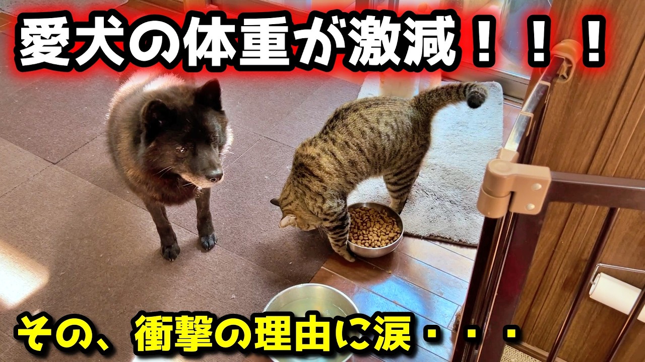Is it a disease?] My beloved dog has suddenly lost weight