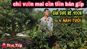 Chủ Vườn Mai Cần Tiền Bán Gấp Giá Rẻ Bèo 4 Năm Tuổi 100k Long An Ngay Lúc Này 