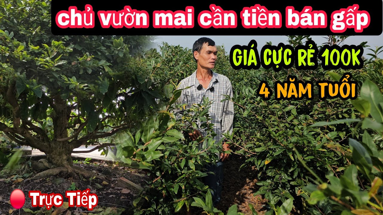 Chủ Vườn Mai Cần Tiền Bán Gấp Giá Rẻ Bèo 4 Năm Tuổi 100k Long An Ngay Lúc Này 