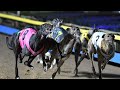 Race 5 2024 BRIAN JOHHNSTONE SEMI-FINAL1 Track race 530 mm#The dogs #Dogs