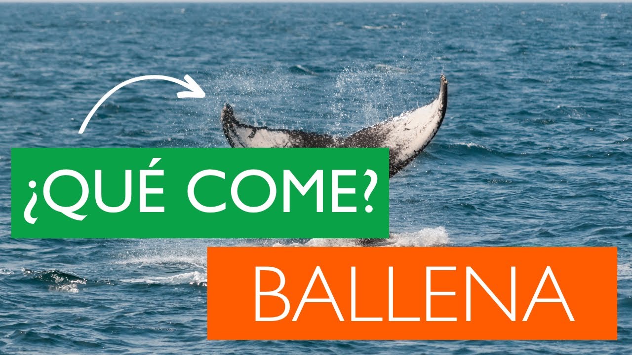 ¿Qué comen las ballenas AZULES? ¿De qué se alimentan las ballenas AZULES?