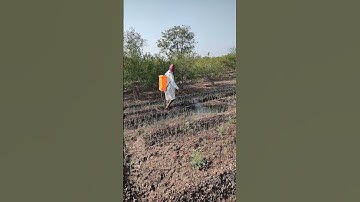 Weeds Control in Onion Farm #shortsvideo #shorts #viral